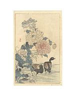 bairei kono, Waterhen and Opium Poppy, Four Seasons, Bairei’s Album of Flowers and Birds（楳嶺花鳥画譜 春夏秋冬）