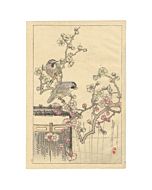 bairei kono, Eurasian Jay and Plum Blossoms, Four Seasons, Bairei’s Album of Flowers and Birds（楳嶺花鳥画譜 春夏秋冬）