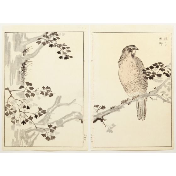 Bairei Kono, Blackkite and Ginkgo, Bairei Picture Album of One Hundred birds , birds and animals, diptych, original japanese woodblock print, antique, japanese art, ukiyoe