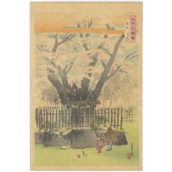 Gekko Ogata, Kabazakura, Named as Noriyori-sakura, Pictures of the Flowers in Japan, flowers and botanical, landscape, oban, ukiyoe, original japanese woodblock print, antique, japanese art