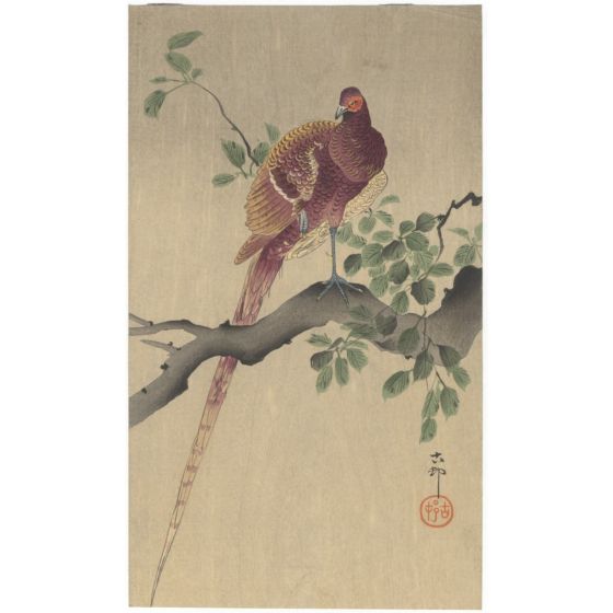 Koson Ohara, Copper Pheasant Perching on Branch, Bird, Animal, Original Japanese woodblock print
